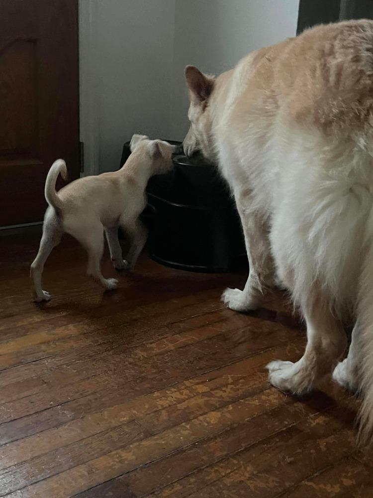 Enlarge Rene, a Adoptable mixed breed in Valley Stream, NY image 5/6