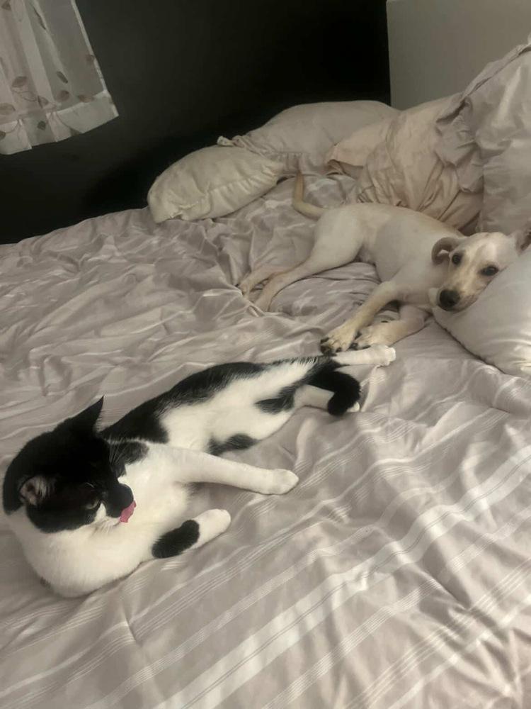 Enlarge Rene, a Adoptable mixed breed in Valley Stream, NY image 4/6