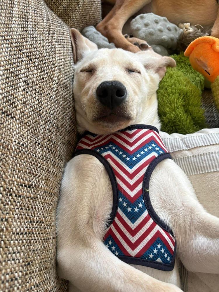 Enlarge Rene, a Adoptable mixed breed in Valley Stream, NY image 4/6