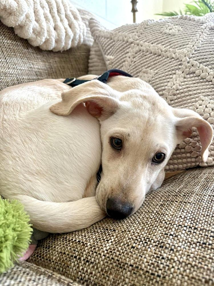 Enlarge Rene, a Adoptable mixed breed in Valley Stream, NY image 5/6