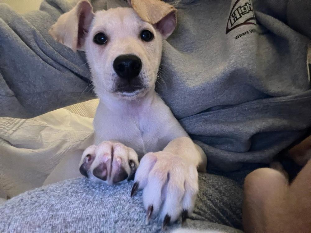 Enlarge Rene, a Adoptable mixed breed in Valley Stream, NY image 6/6