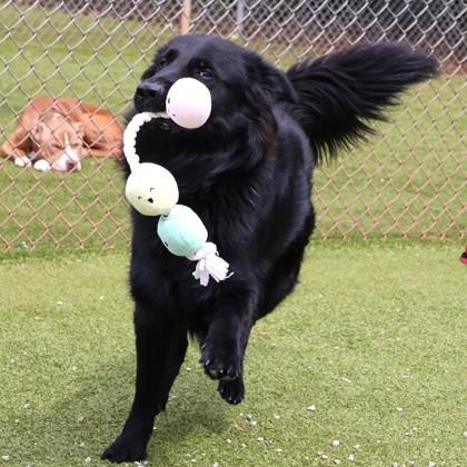 Enlarge Sunny, an adopted Mixed Breed in Athens, GA image 3/3
