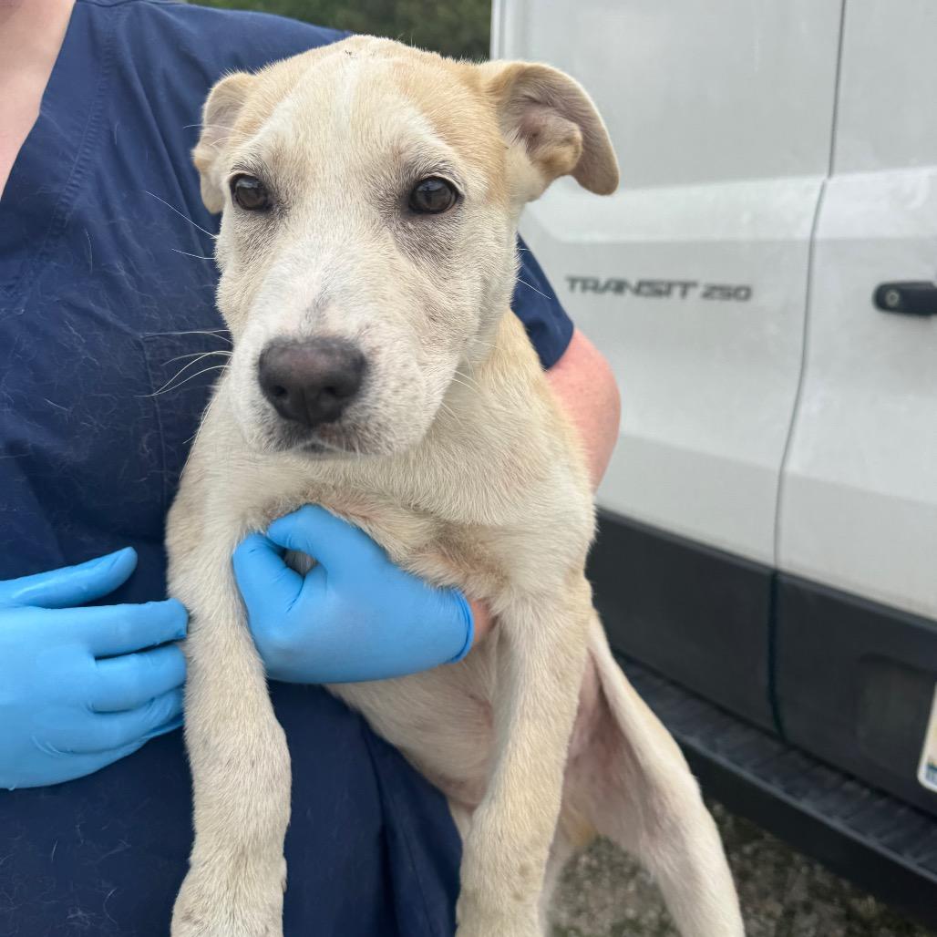 Chance, Adoptable, Puppy Male Labrador Retriever.