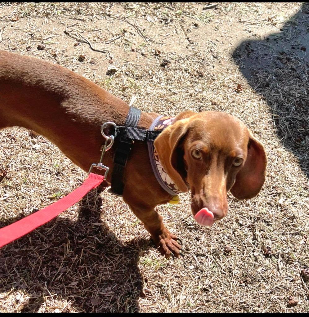 Winnie, Adopted, Puppy Female Dachshund.