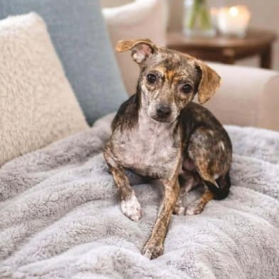 Enlarge Lady, a ADOPTABLE Chihuahua in Shinnston, WV image 4/4