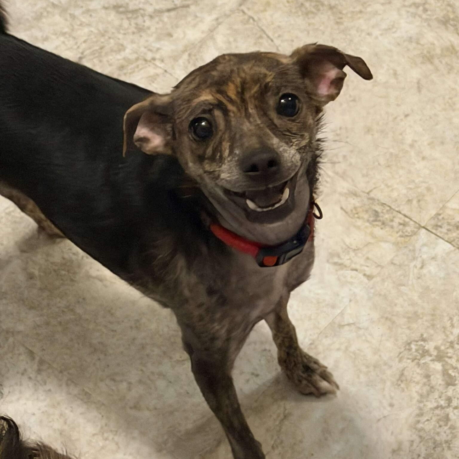 Enlarge Lady, a ADOPTABLE Chihuahua in Shinnston, WV image 3/4