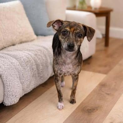 Enlarge Lady, a ADOPTABLE Chihuahua in Shinnston, WV image 1/4