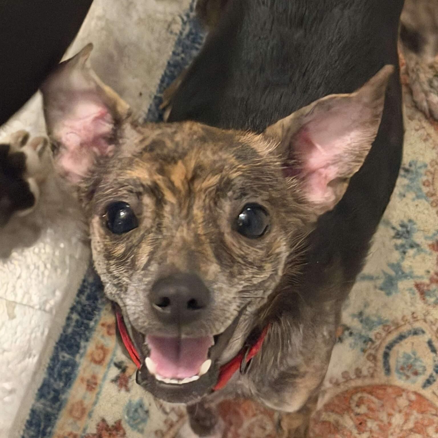 Enlarge Lady, a ADOPTABLE Chihuahua in Shinnston, WV image 2/4