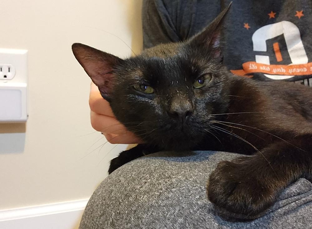 Enlarge Ebony Jett-Jett, a Adoptable mixed breed in Wheaton, IL image 1/3