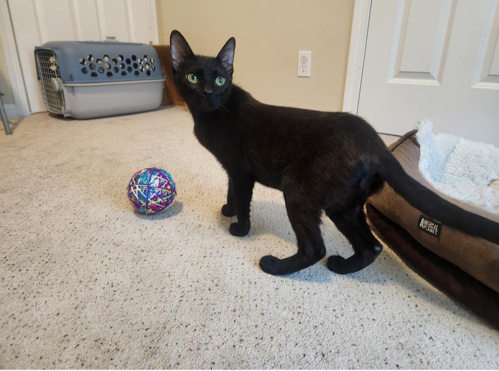 Ebony Jett-Jett — thumbnail 2