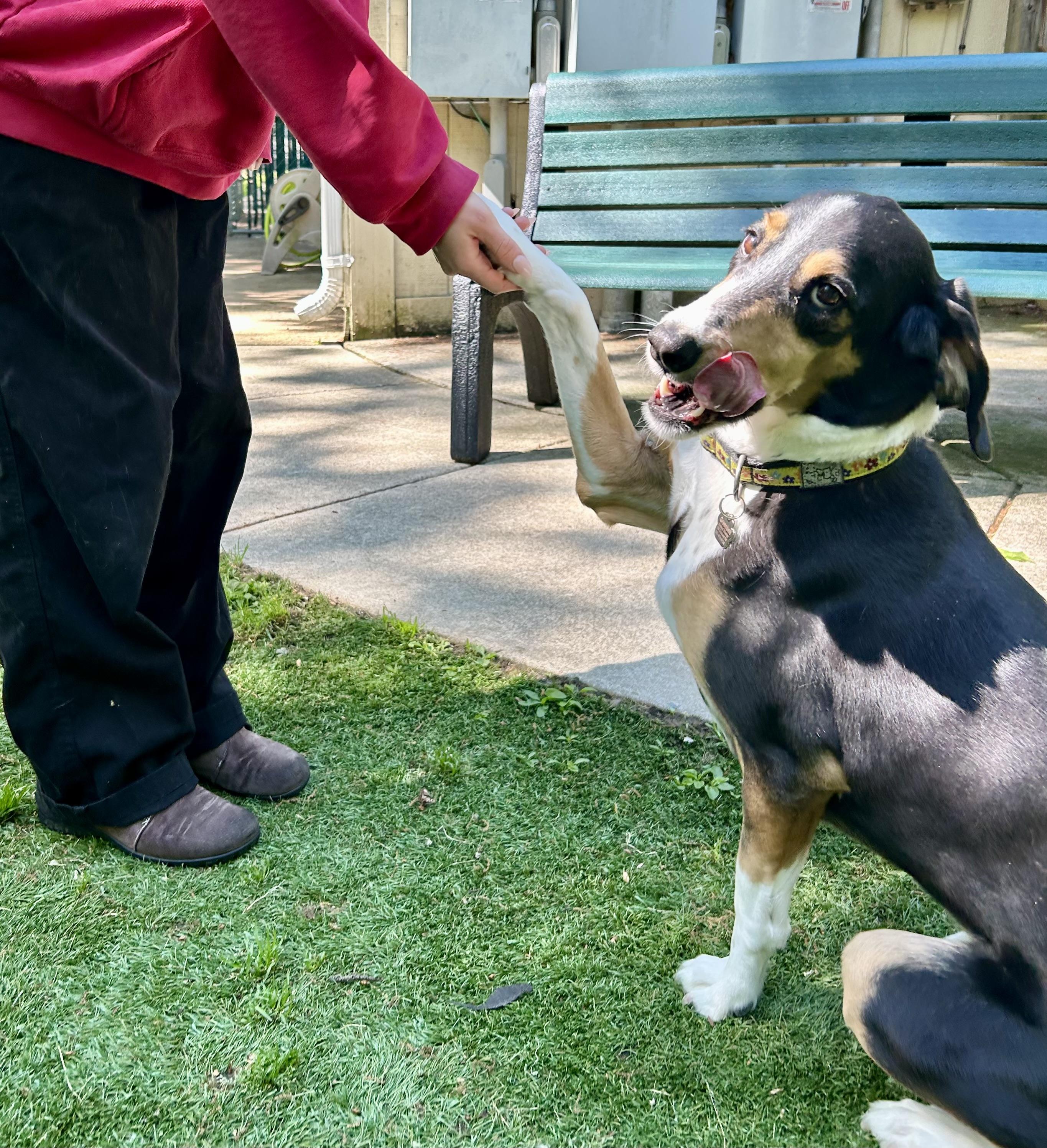 Sophie, a Adoptable mixed breed in Greenbelt, MD image 3/6