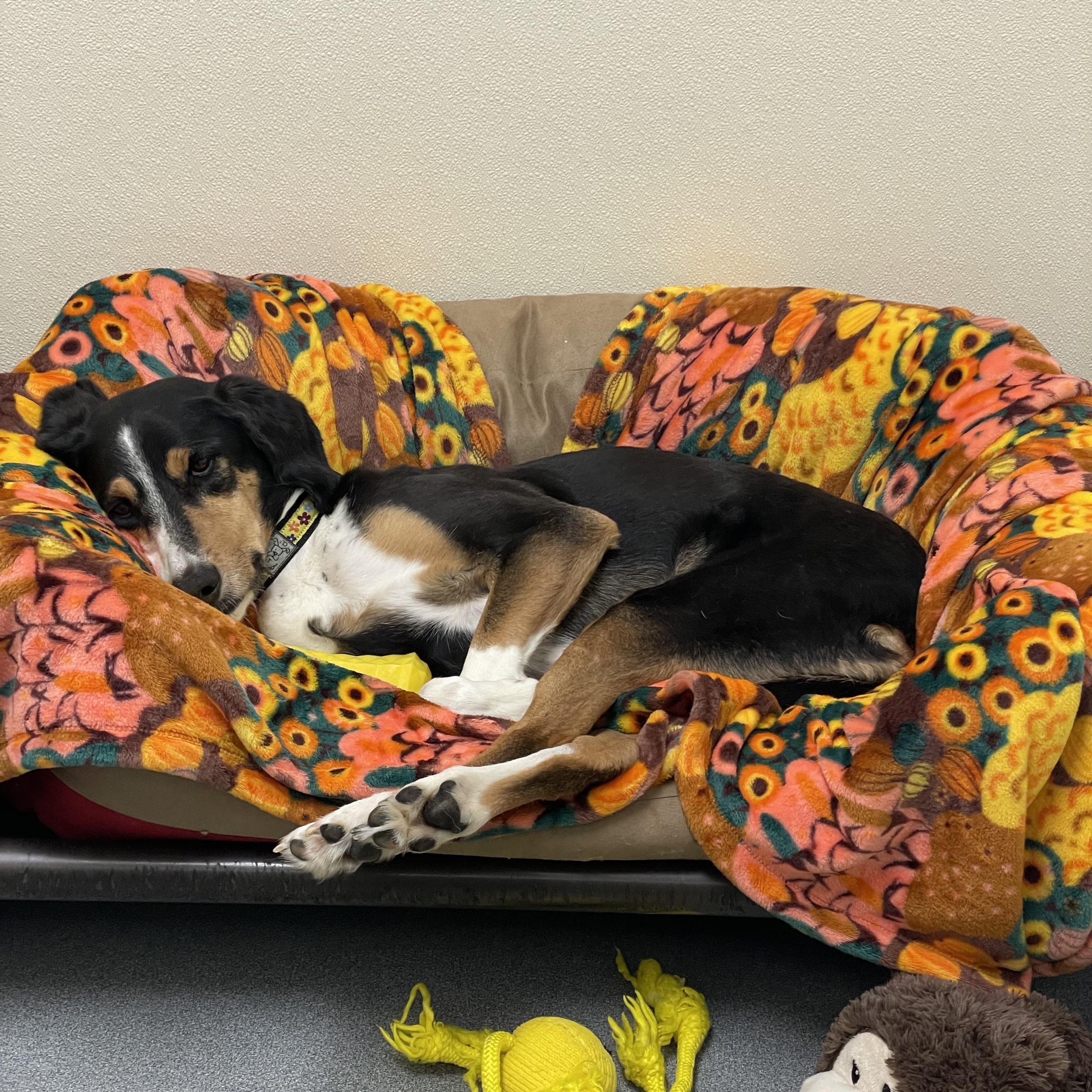 Sophie, a Adoptable mixed breed in Greenbelt, MD image 5/6