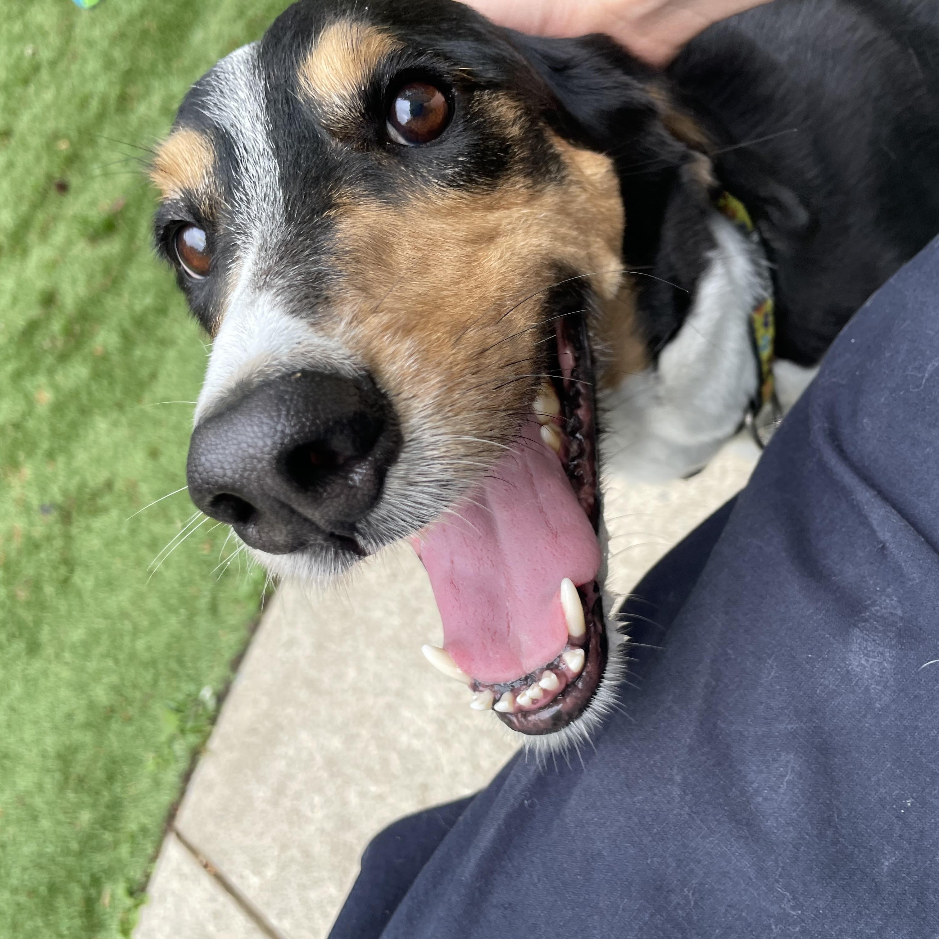 Sophie, a Adoptable mixed breed in Greenbelt, MD image 1/6