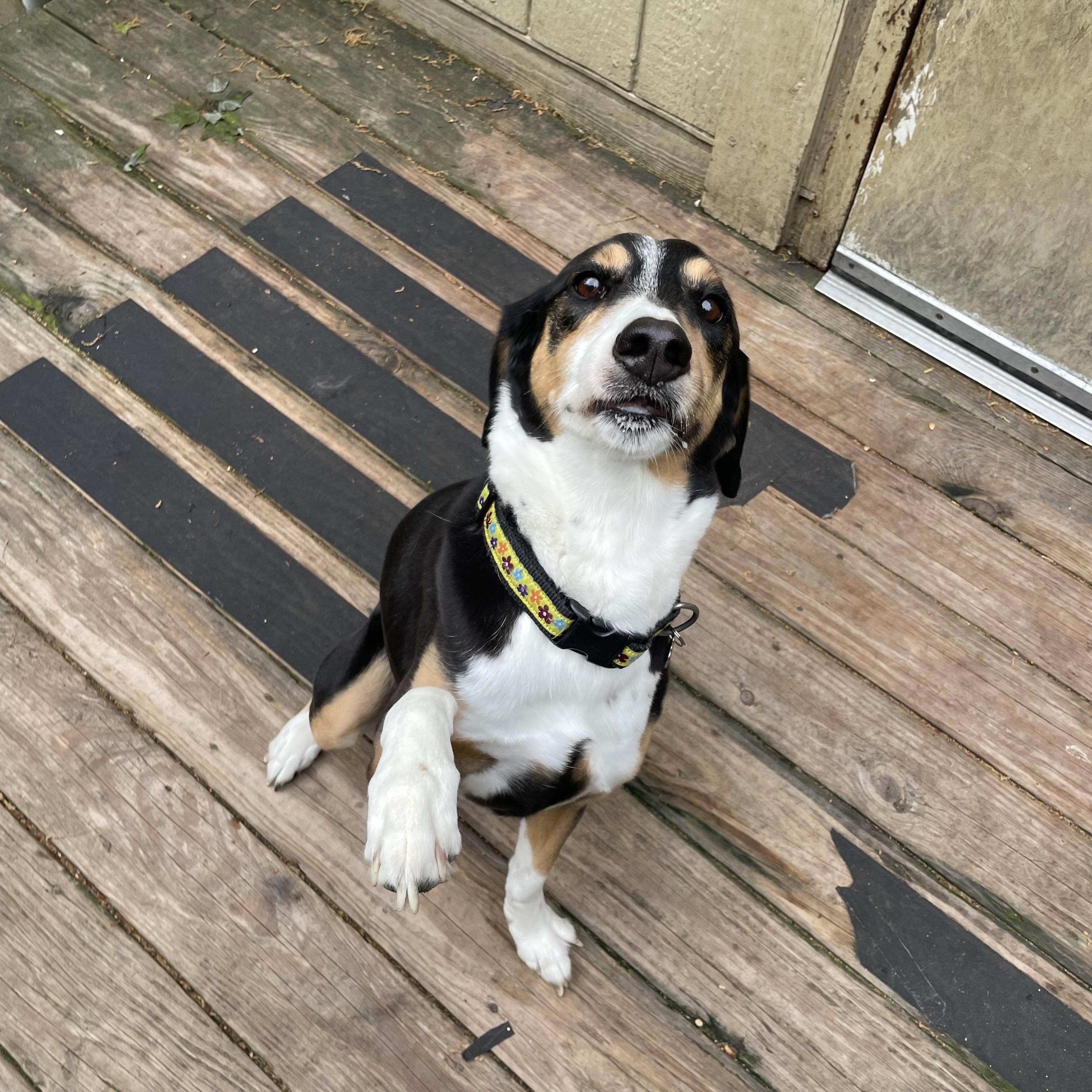 Sophie, a Adoptable mixed breed in Greenbelt, MD image 2/6