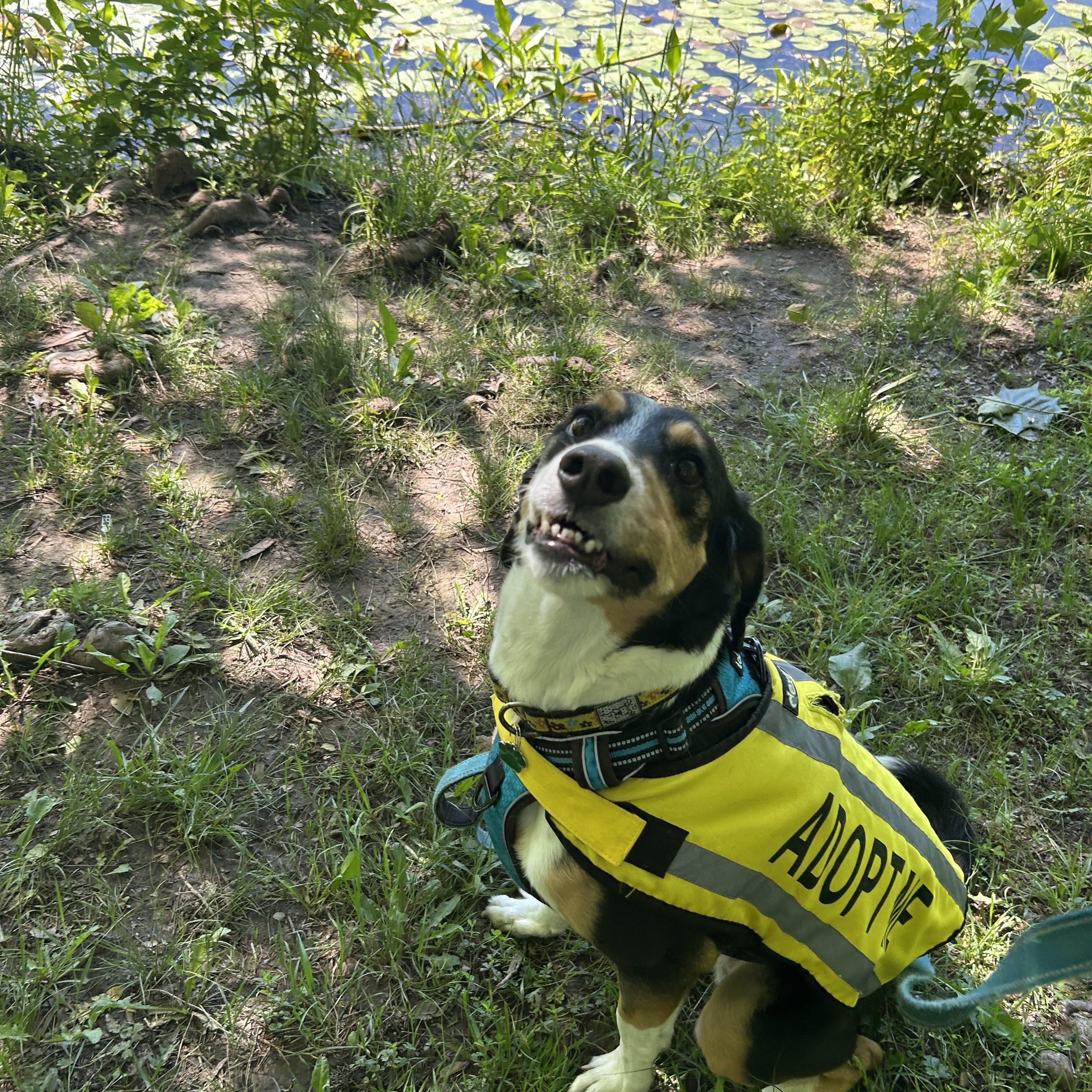 Enlarge Sophie, an adopted mixed breed in Greenbelt, MD image 3/6