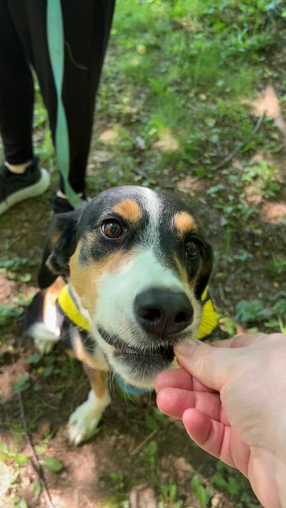 Enlarge Sophie, a Adoptable mixed breed in Greenbelt, MD video 6/6