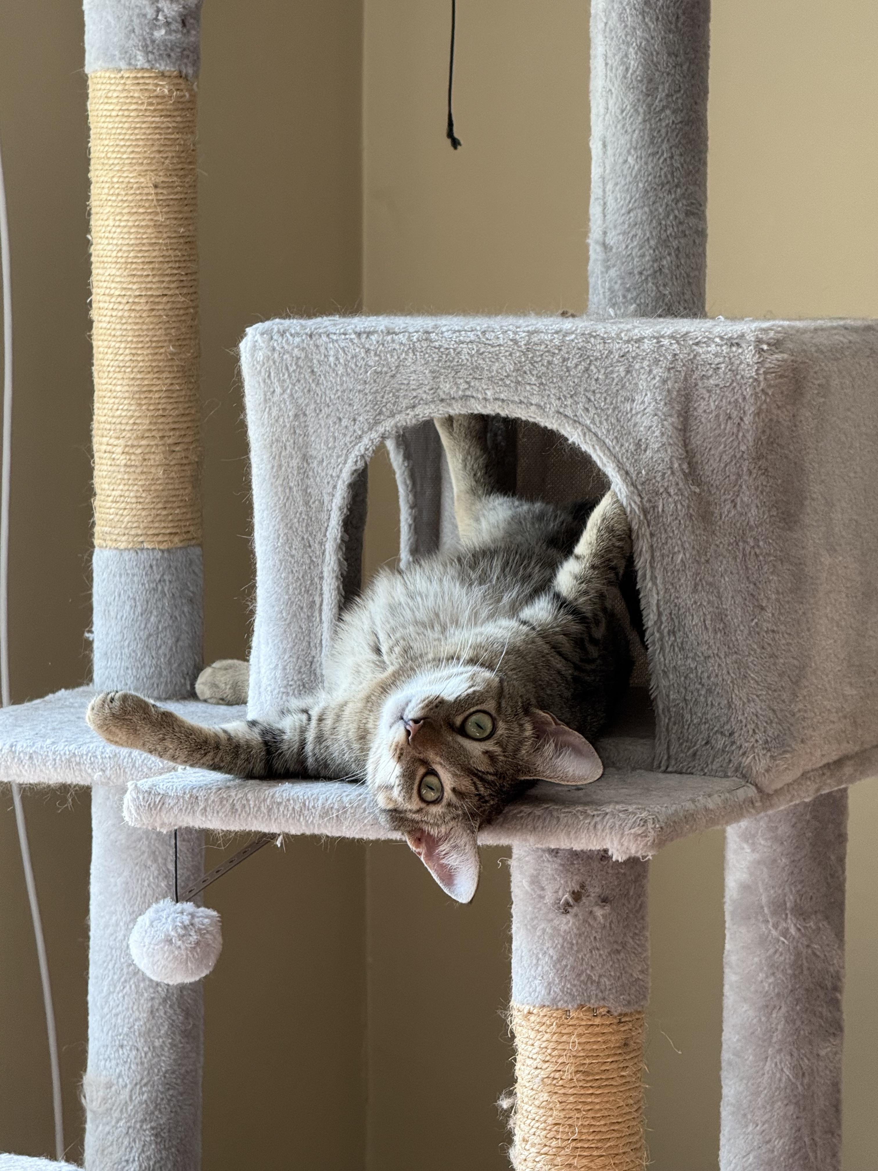 Enlarge Moon & Beaver, a Adoptable Domestic Short Hair in Canton, MA image 3/6