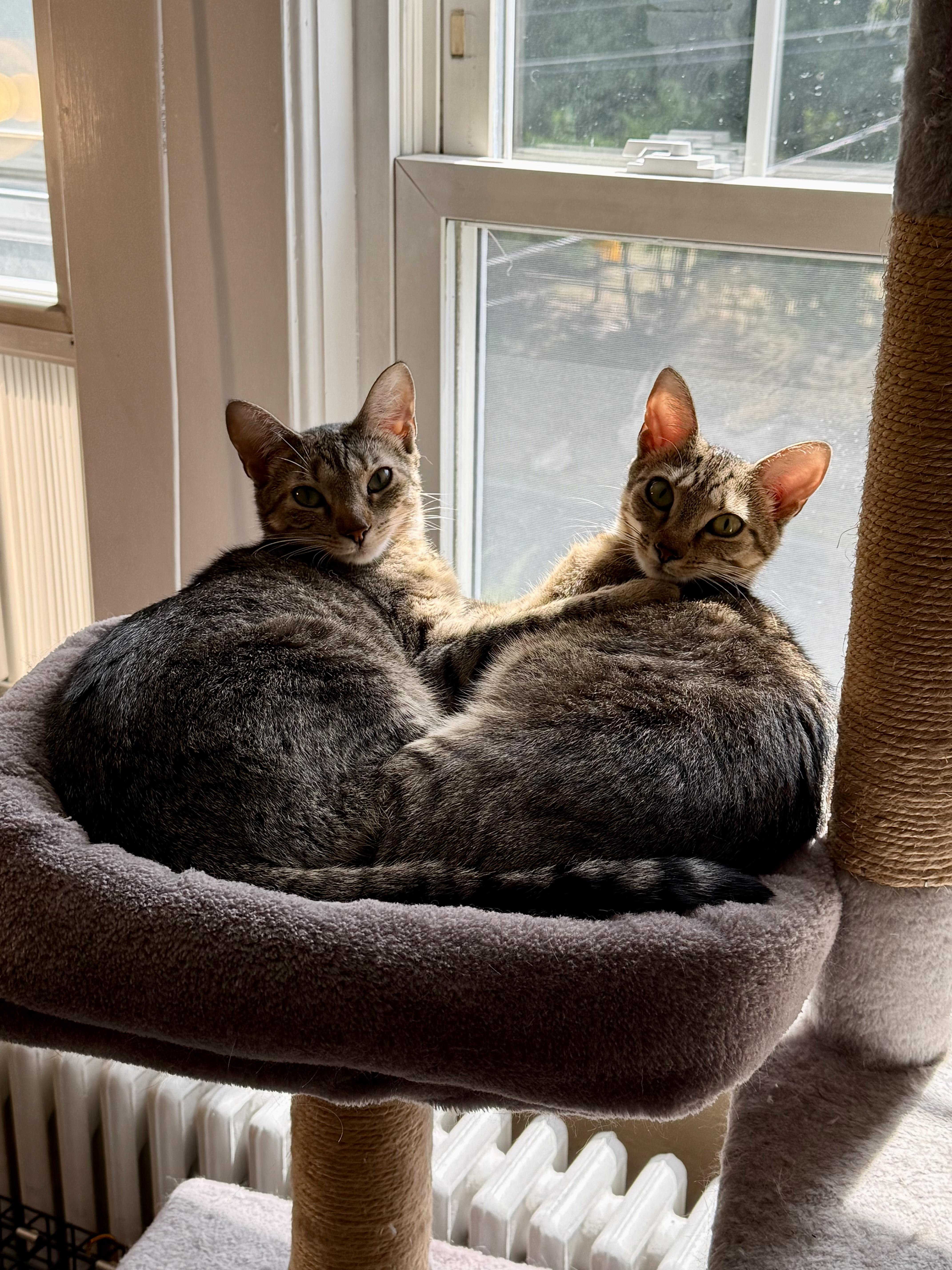 Enlarge Moon & Beaver, a Adoptable Domestic Short Hair in Canton, MA image 1/6