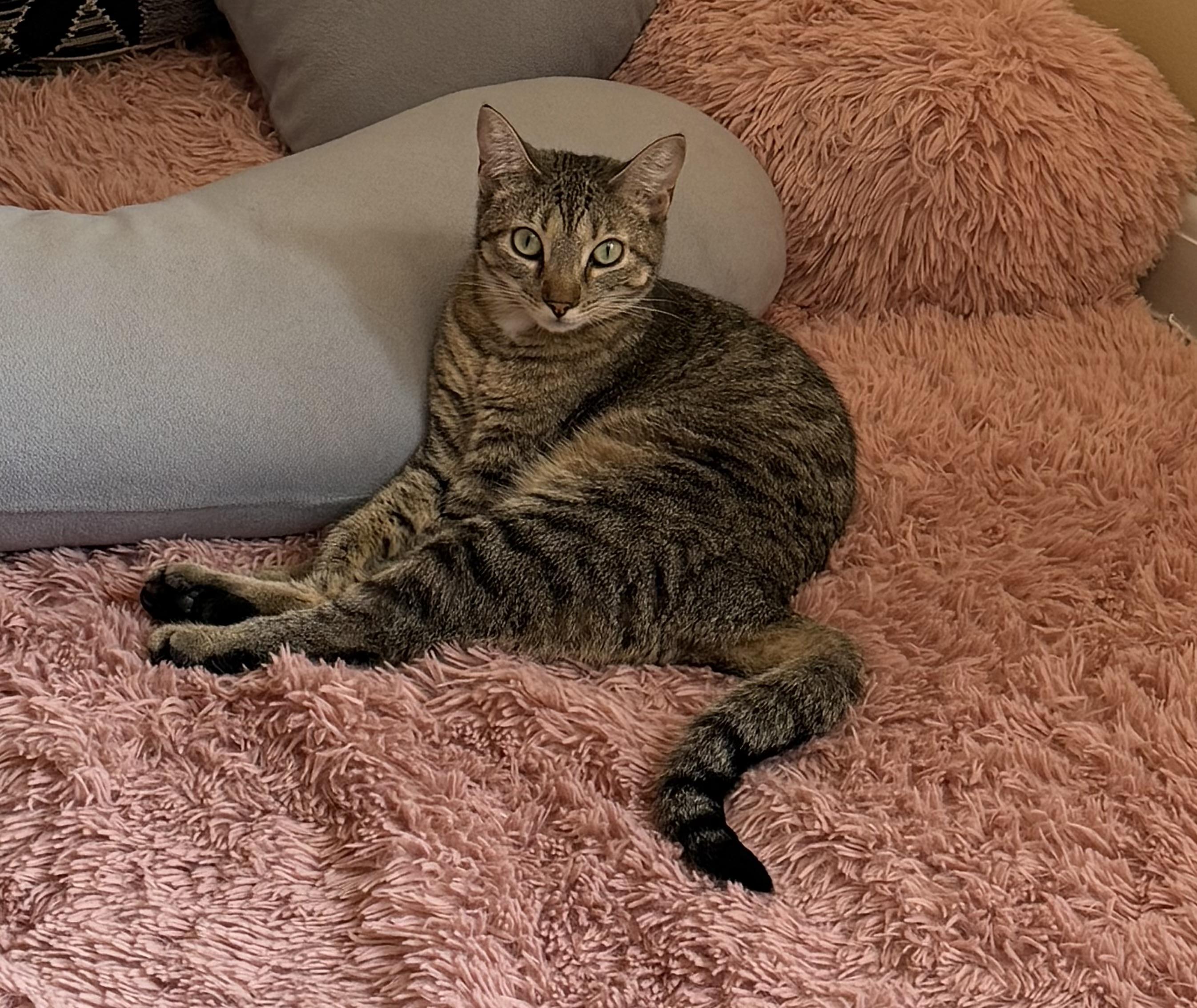 Enlarge Moon & Beaver, a Adoptable Domestic Short Hair in Canton, MA image 2/6