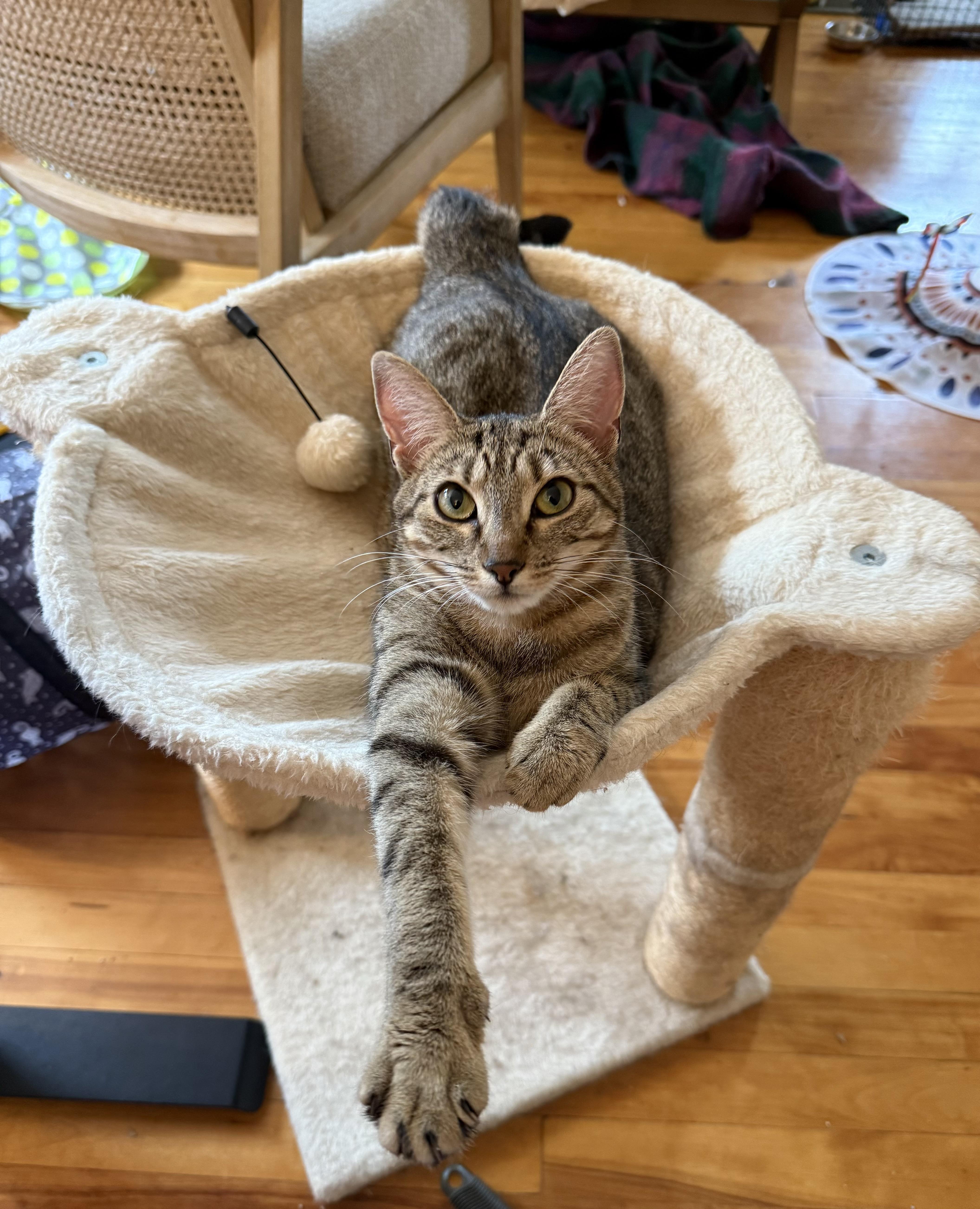 Enlarge Moon & Beaver, a Adoptable Domestic Short Hair in Canton, MA image 5/6