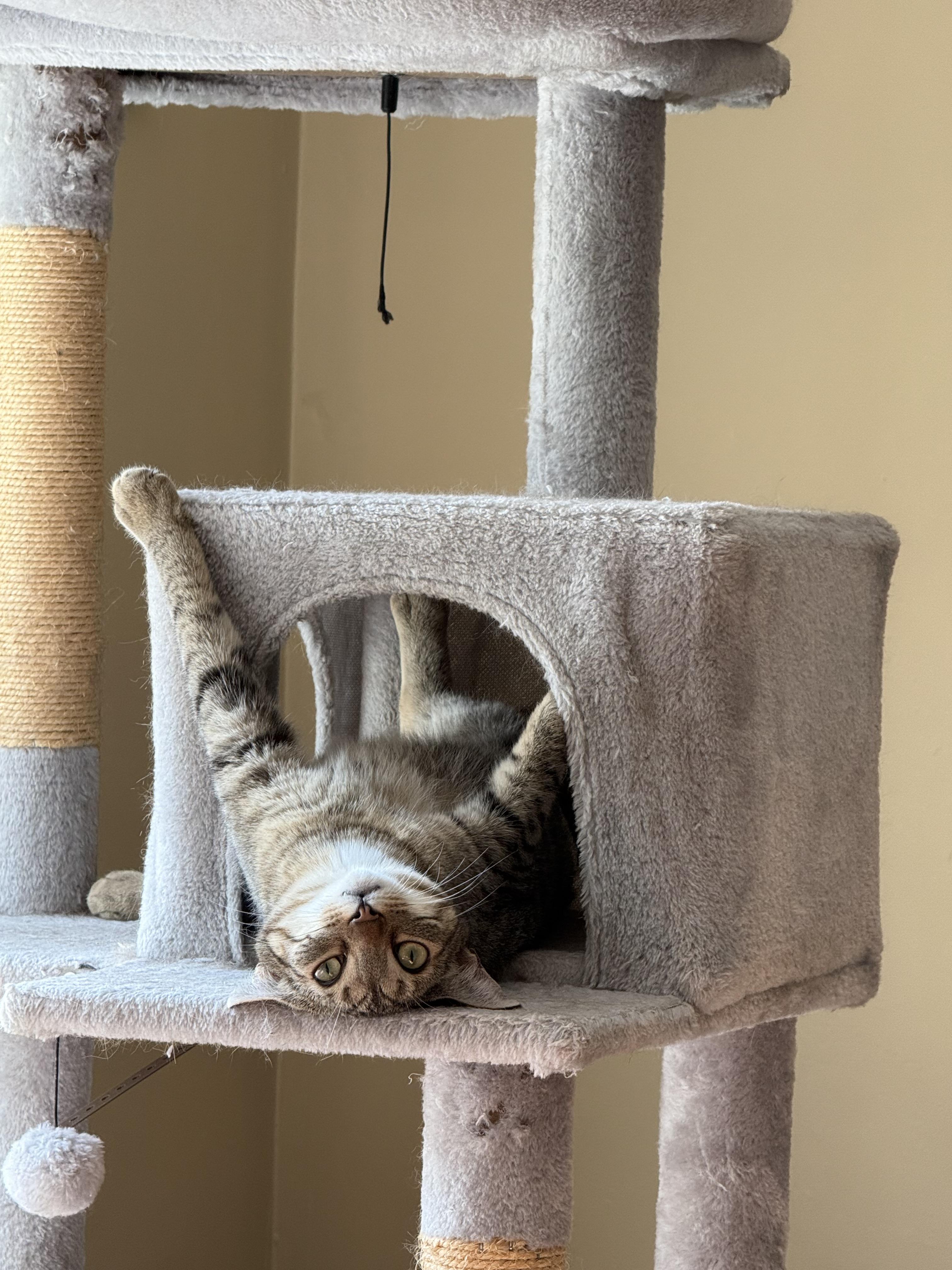 Enlarge Moon & Beaver, a Adoptable Domestic Short Hair in Canton, MA image 4/6