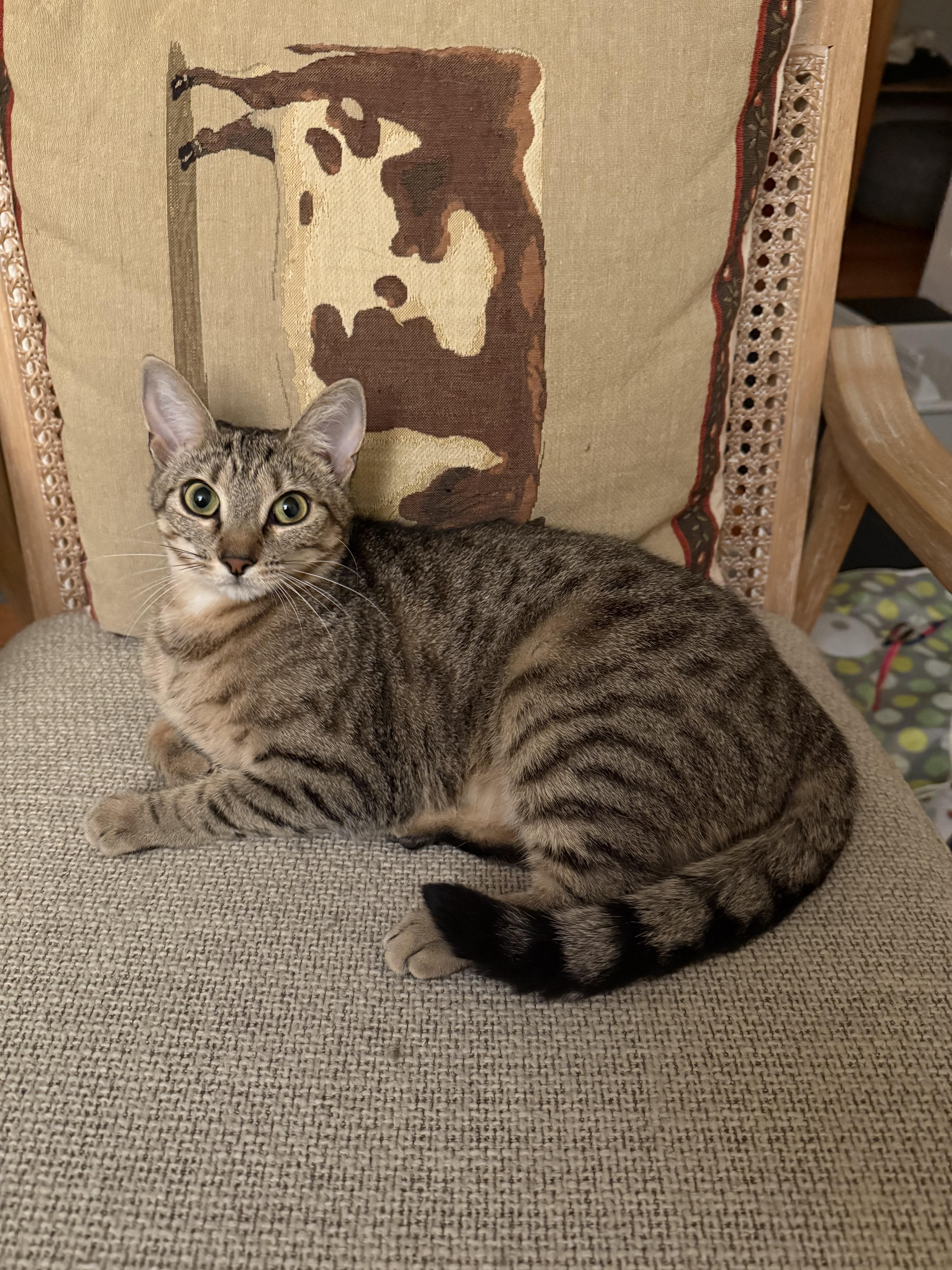 Enlarge Moon & Beaver, a Adoptable Domestic Short Hair in Canton, MA image 6/6