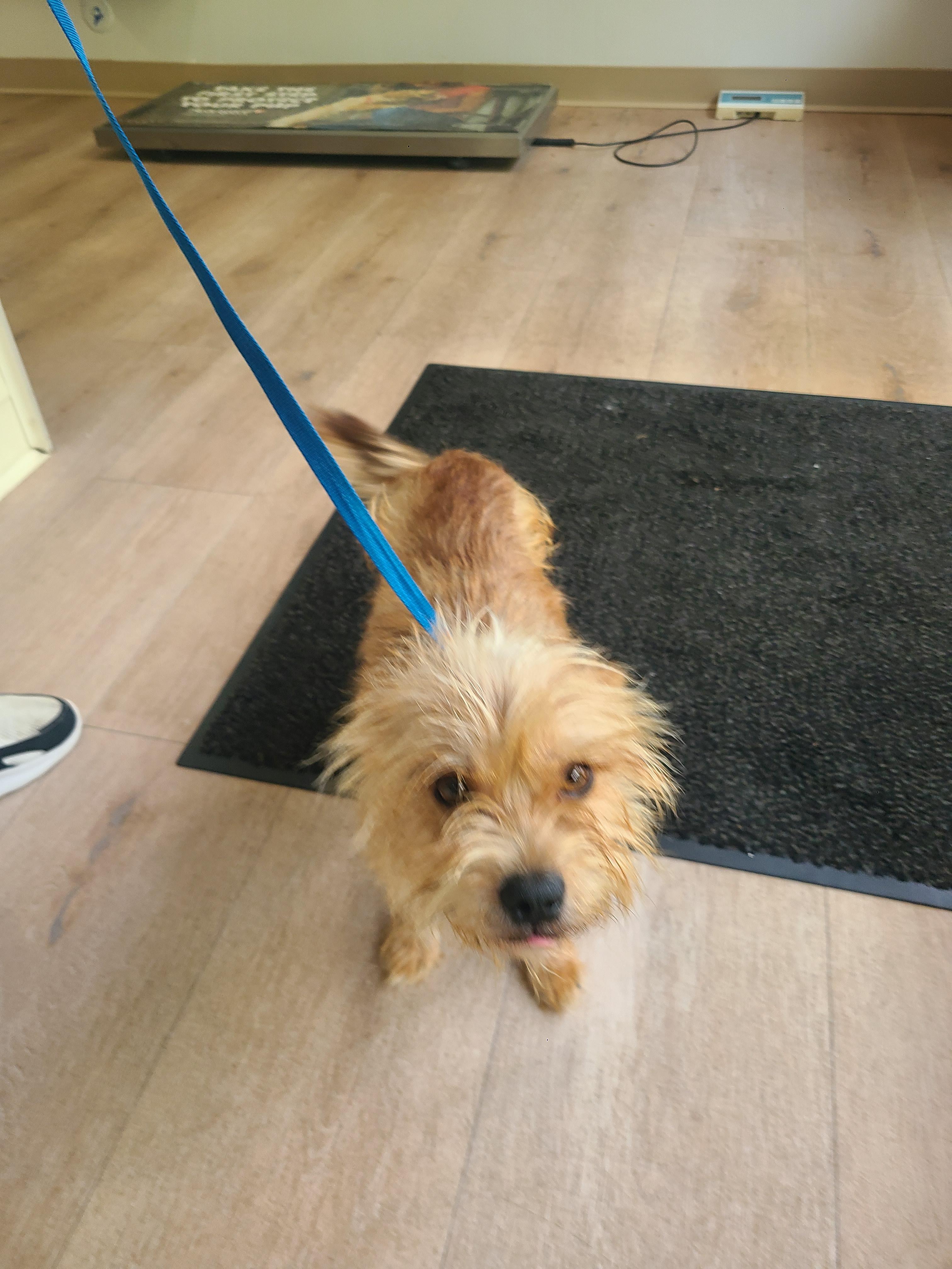 Toffee, Adopted, Young Female Norfolk Terrier.