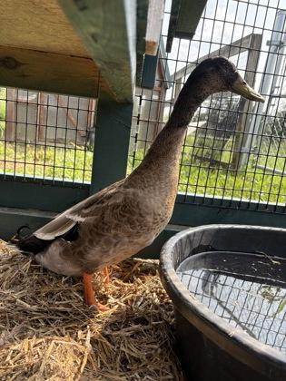 Simon, Adoptable, Young Male Duck & Duck.