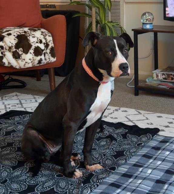 WILLOW, a Adoptable mixed breed in Haw River, NC image 1/2