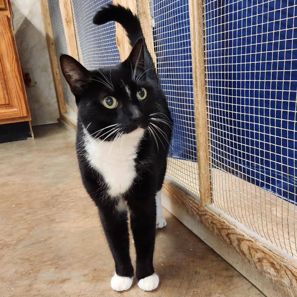Marlo, Adoptable, Senior Male Domestic Medium Hair.