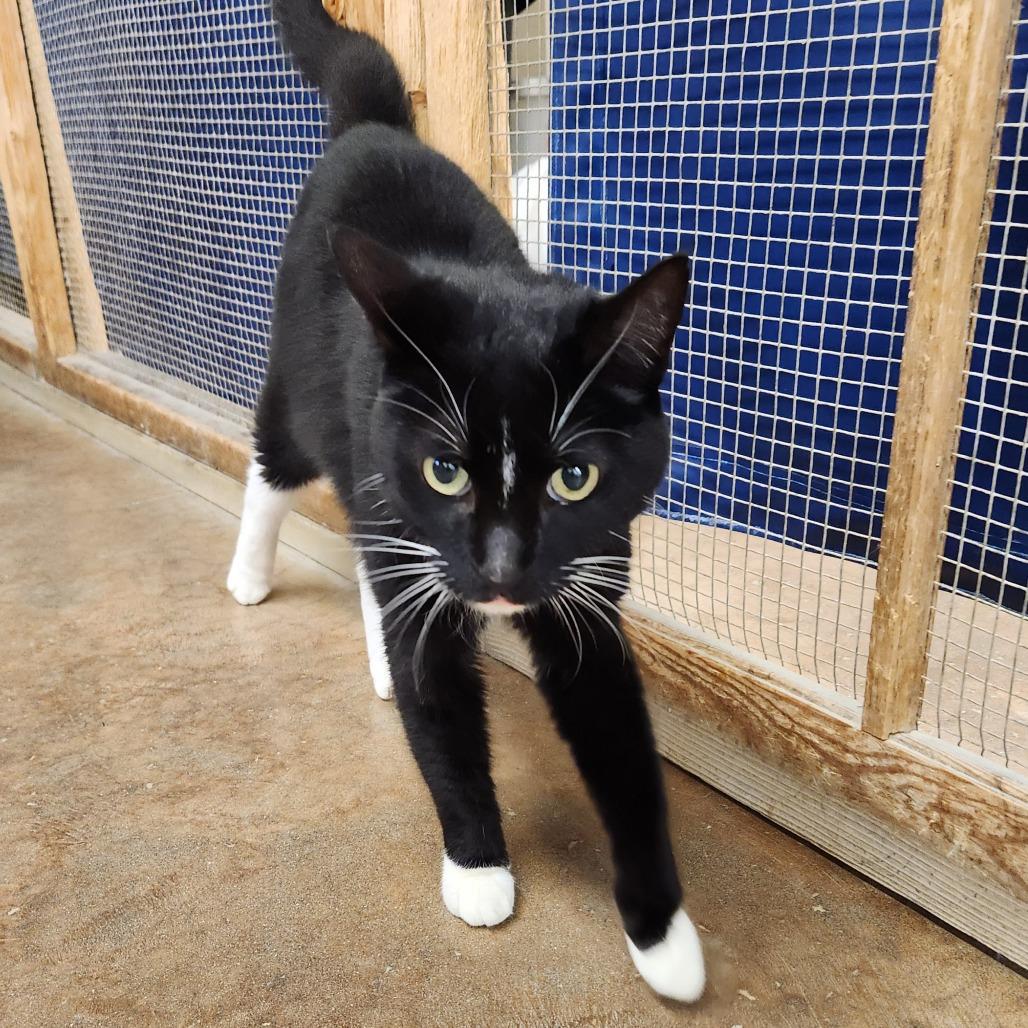 Enlarge Marlo, a Adoptable Domestic Medium Hair in Delaware, OH image 2/3