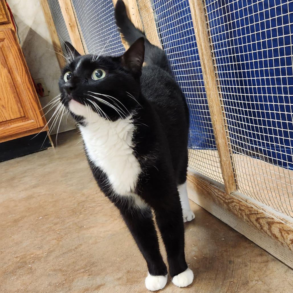 Enlarge Marlo, a Adoptable Domestic Medium Hair in Delaware, OH image 3/3