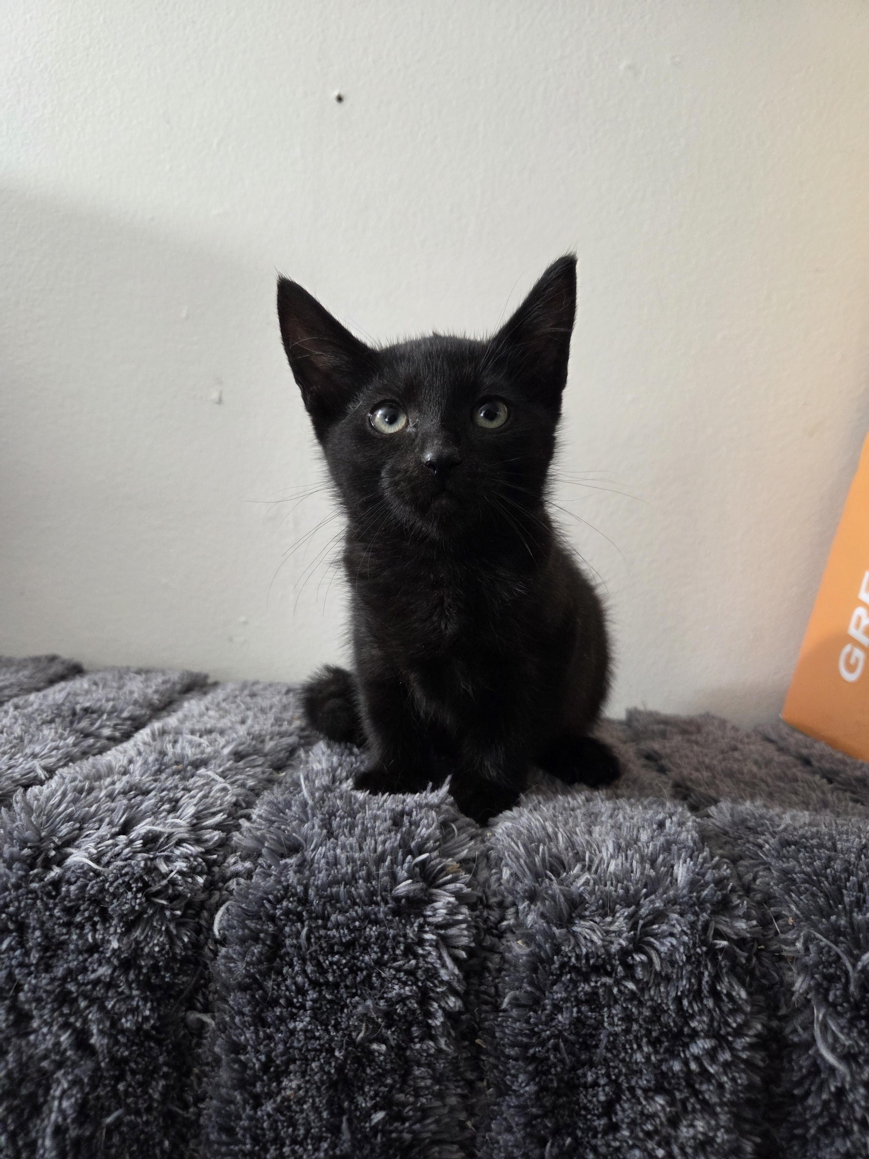 Pre-Adoption: Whimsy