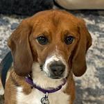 Mickey, ADOPTABLE, Young Male Beagle.