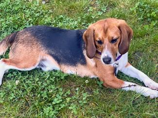 Enlarge Mickey, a ADOPTABLE Beagle in New Boston, NH image 5/5
