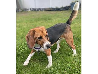 Enlarge Mickey, a ADOPTABLE Beagle in New Boston, NH image 3/5