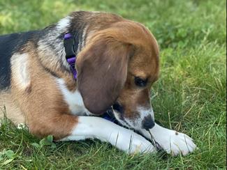 Enlarge Mickey, a ADOPTABLE Beagle in New Boston, NH image 4/5