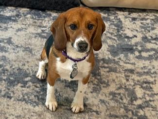 Enlarge Mickey, a ADOPTABLE Beagle in New Boston, NH image 2/5