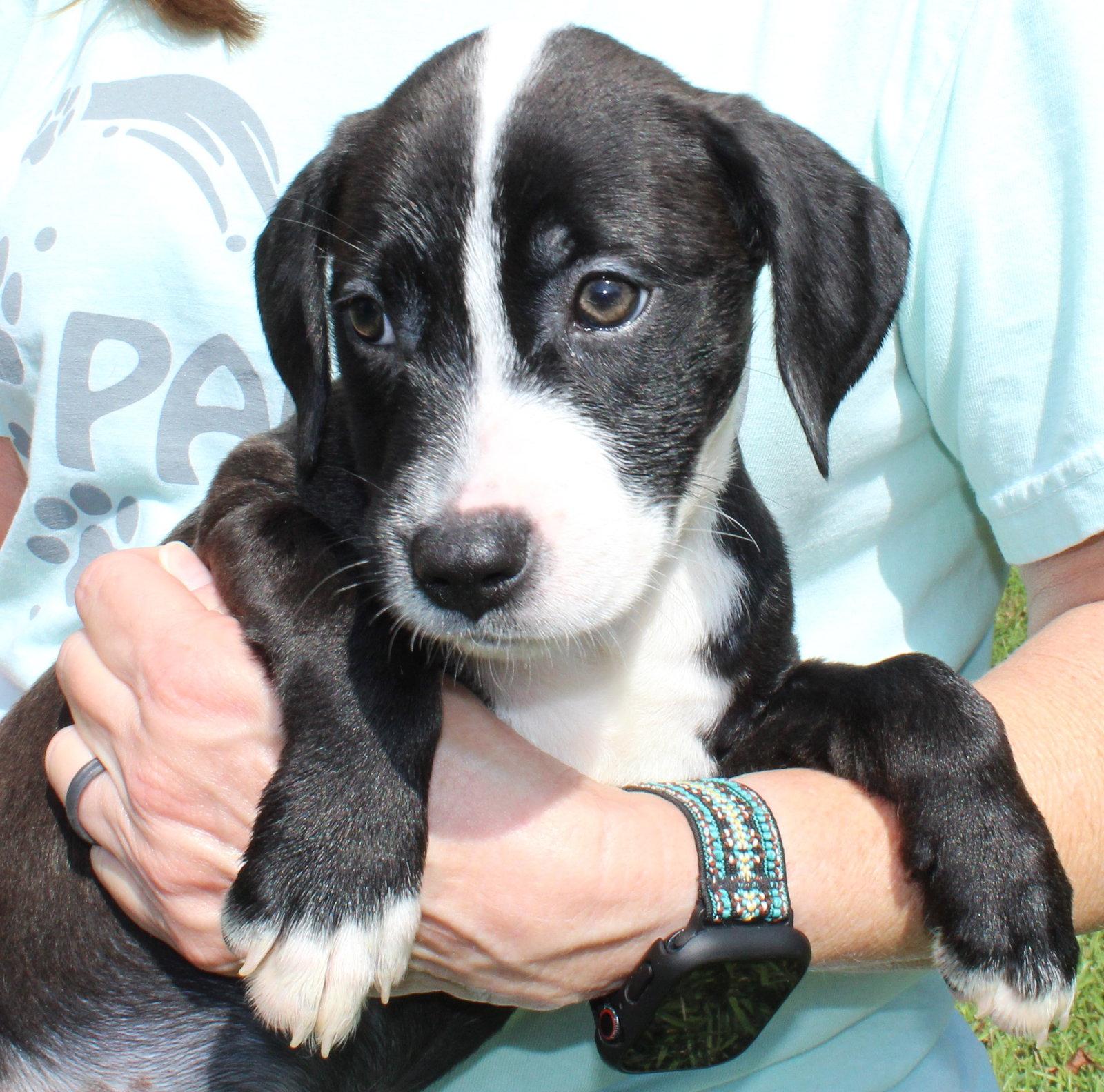 Rudie 44336, Adoptable, Puppy Female Retriever.
