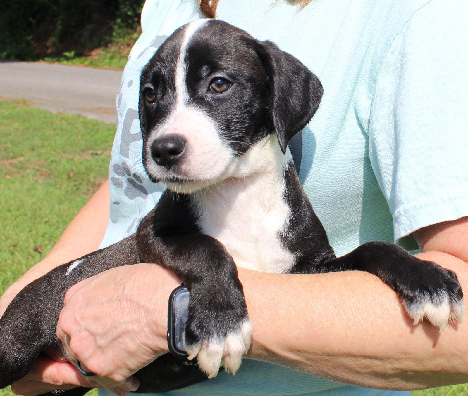 Enlarge Rudie 44336, a Adoptable Retriever in Prattville, AL image 2/3