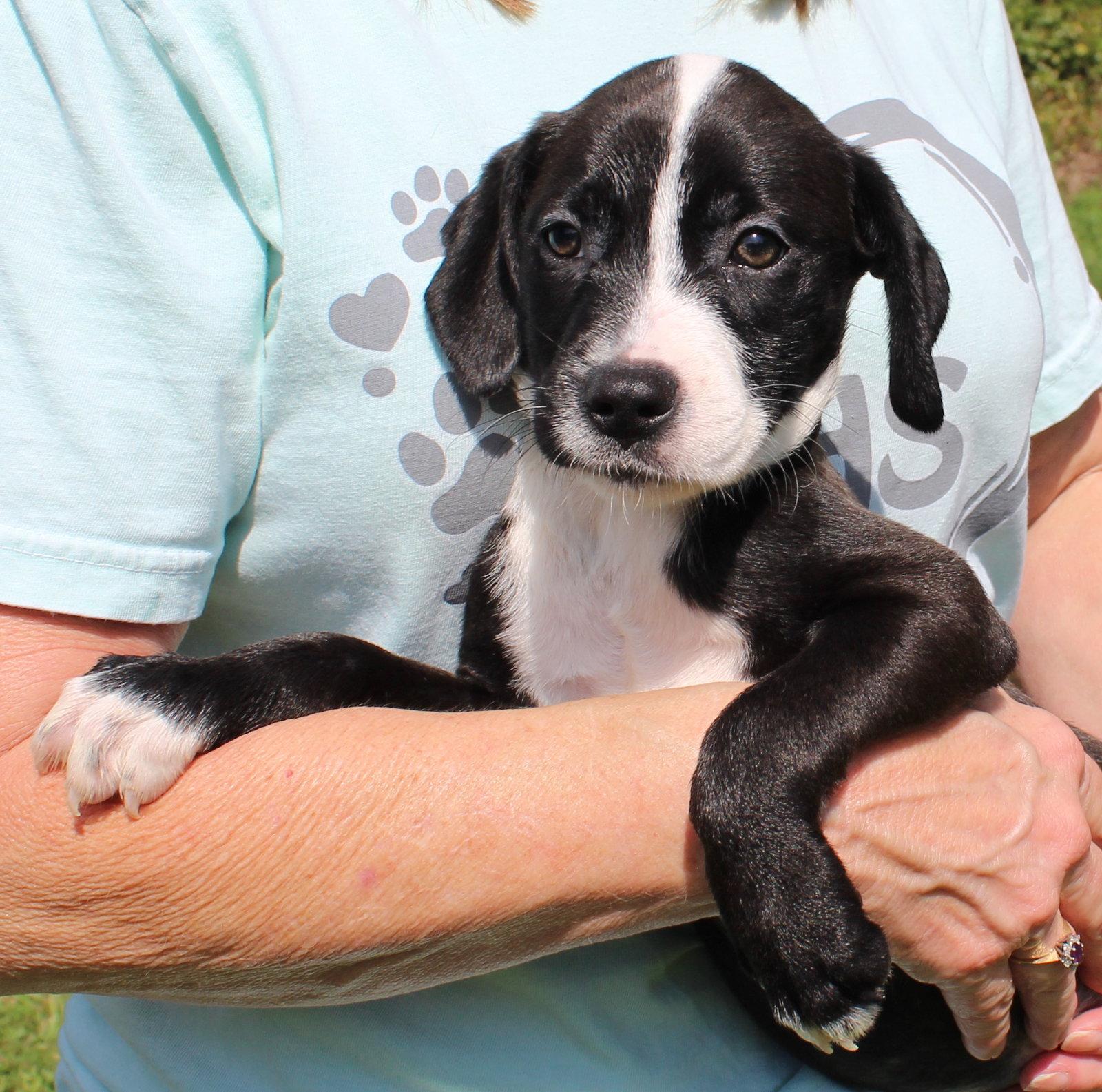 Enlarge Rudie 44336, a Adoptable Retriever in Prattville, AL image 3/3