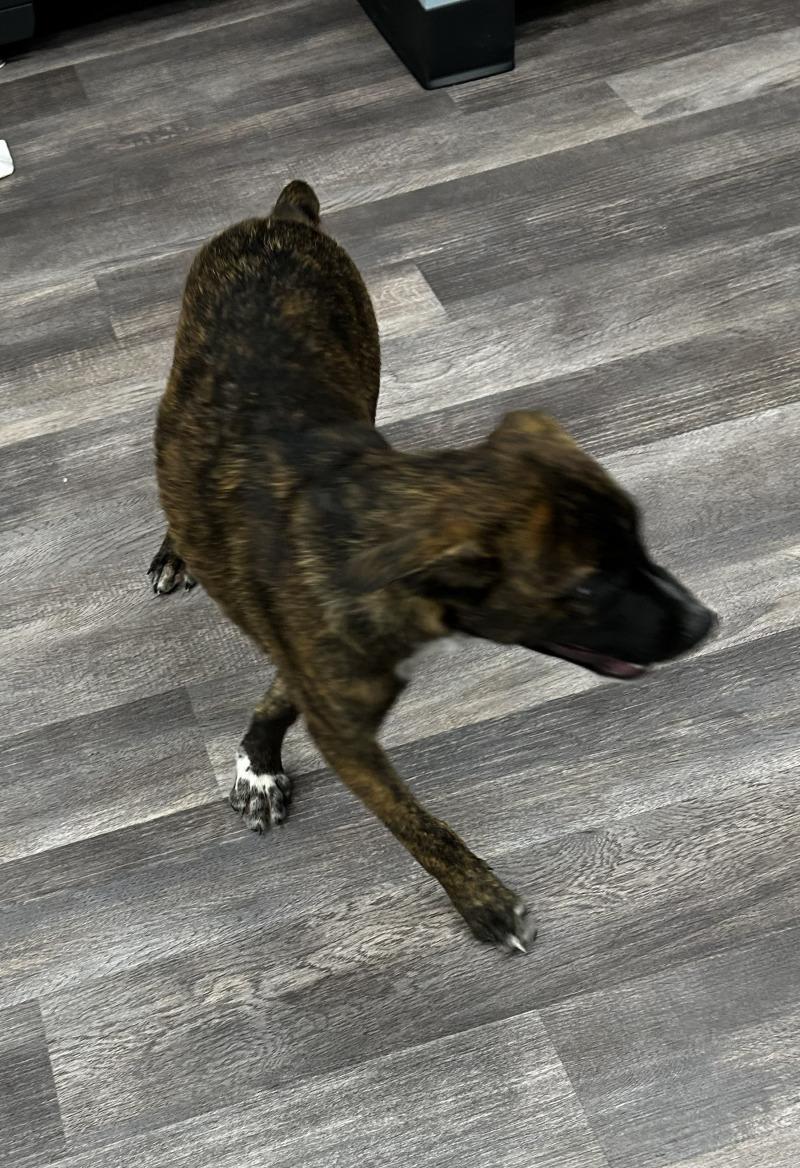Pumbaa, Adoptable, Young Male Cattle Dog & Mixed Breed.