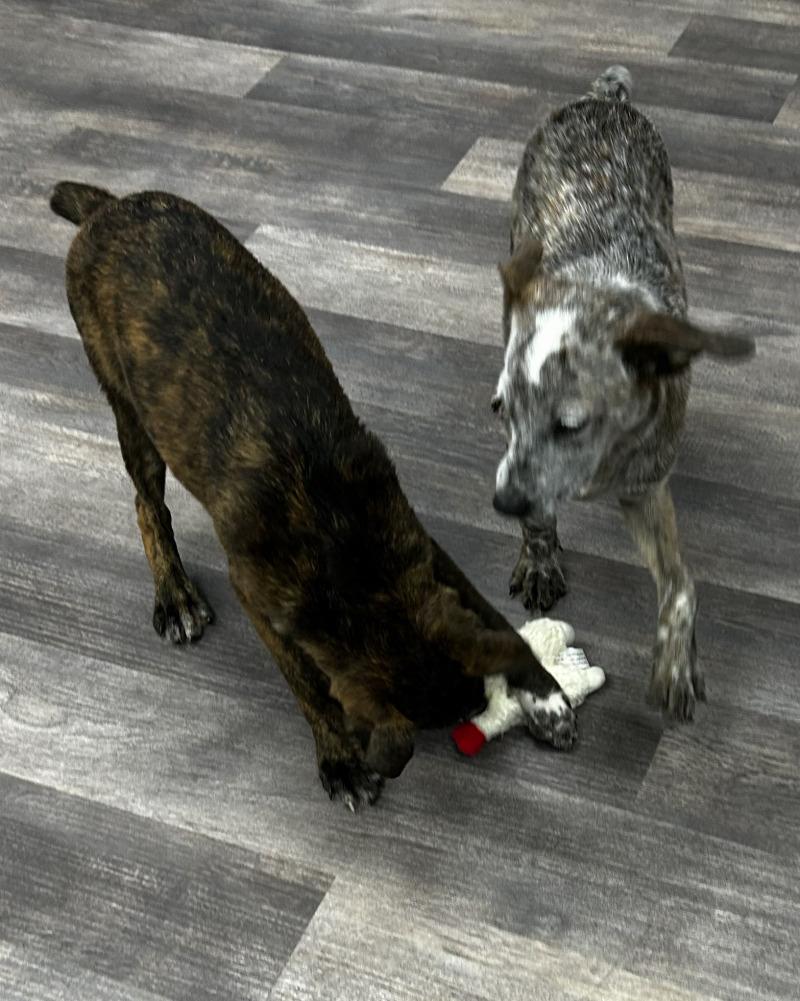 Enlarge Pumbaa, a Adoptable mixed breed in bellefontaine, OH image 2/6