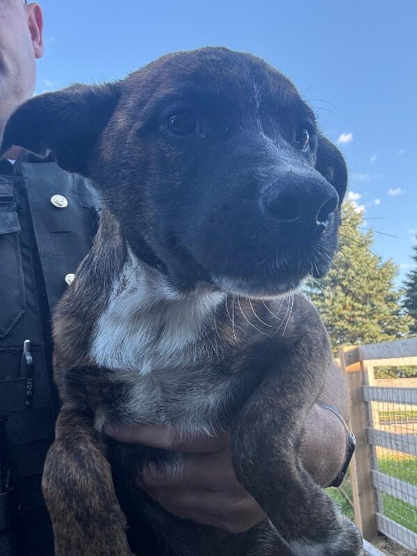 Enlarge Pumbaa, a Adoptable mixed breed in bellefontaine, OH image 3/6