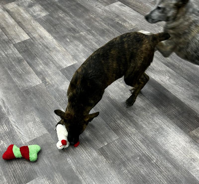 Enlarge Pumbaa, a Adoptable mixed breed in bellefontaine, OH image 5/6