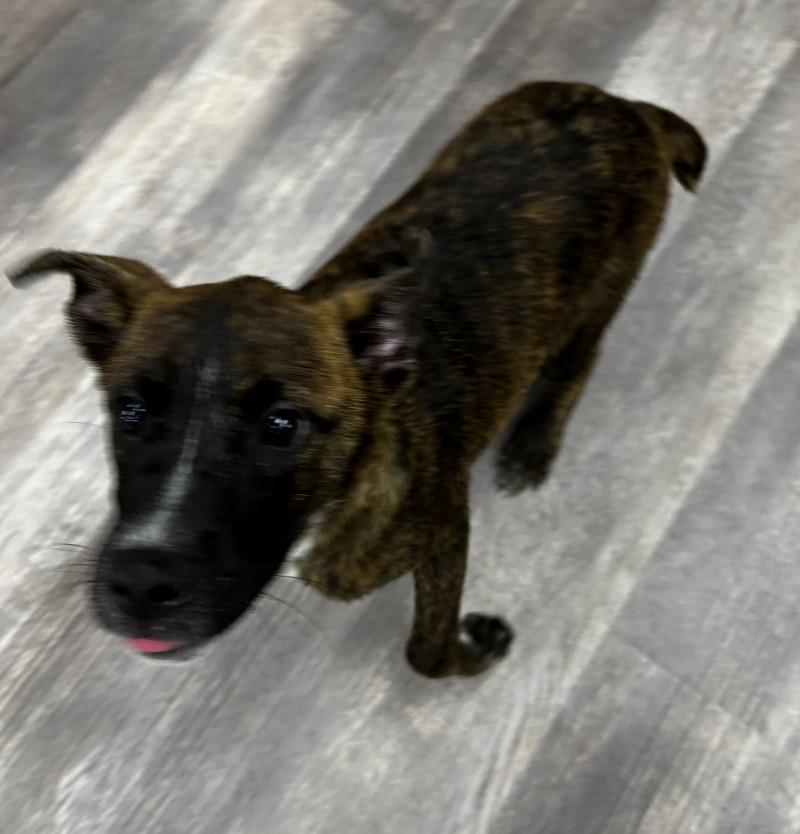 Enlarge Pumbaa, a Adoptable mixed breed in bellefontaine, OH image 6/6