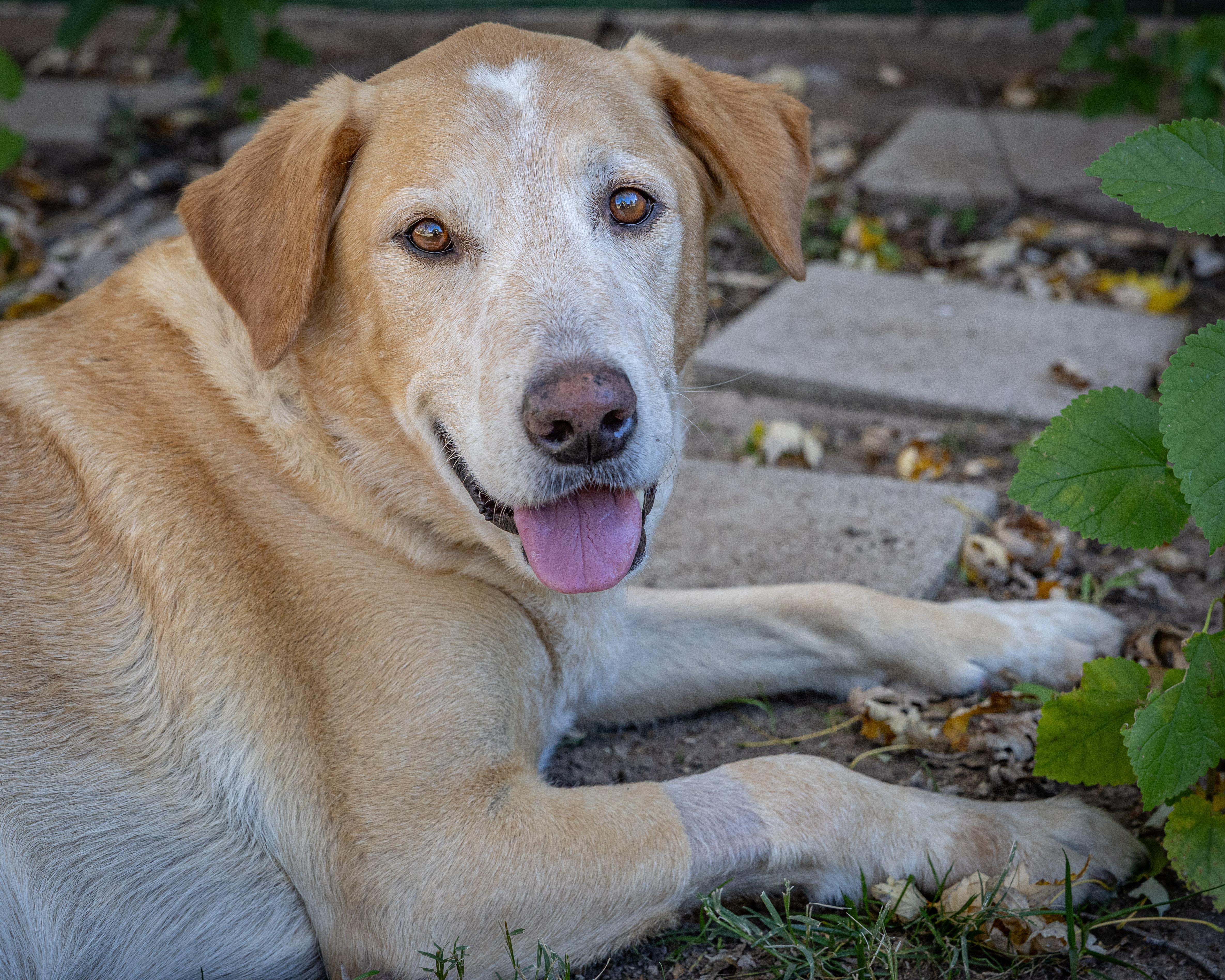ANDY, a Adoptable Labrador Retriever in Broken Arrow, OK image 2/5