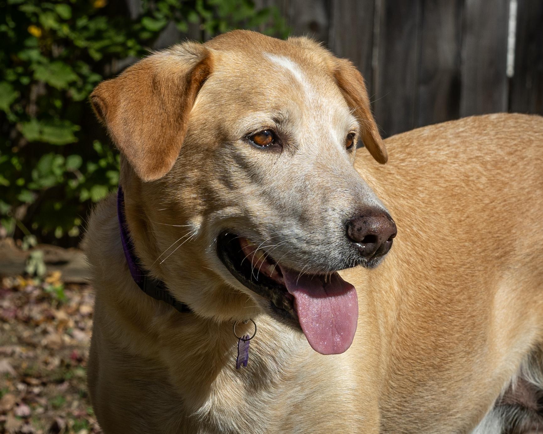 ANDY, a Adoptable Labrador Retriever in Broken Arrow, OK image 3/5