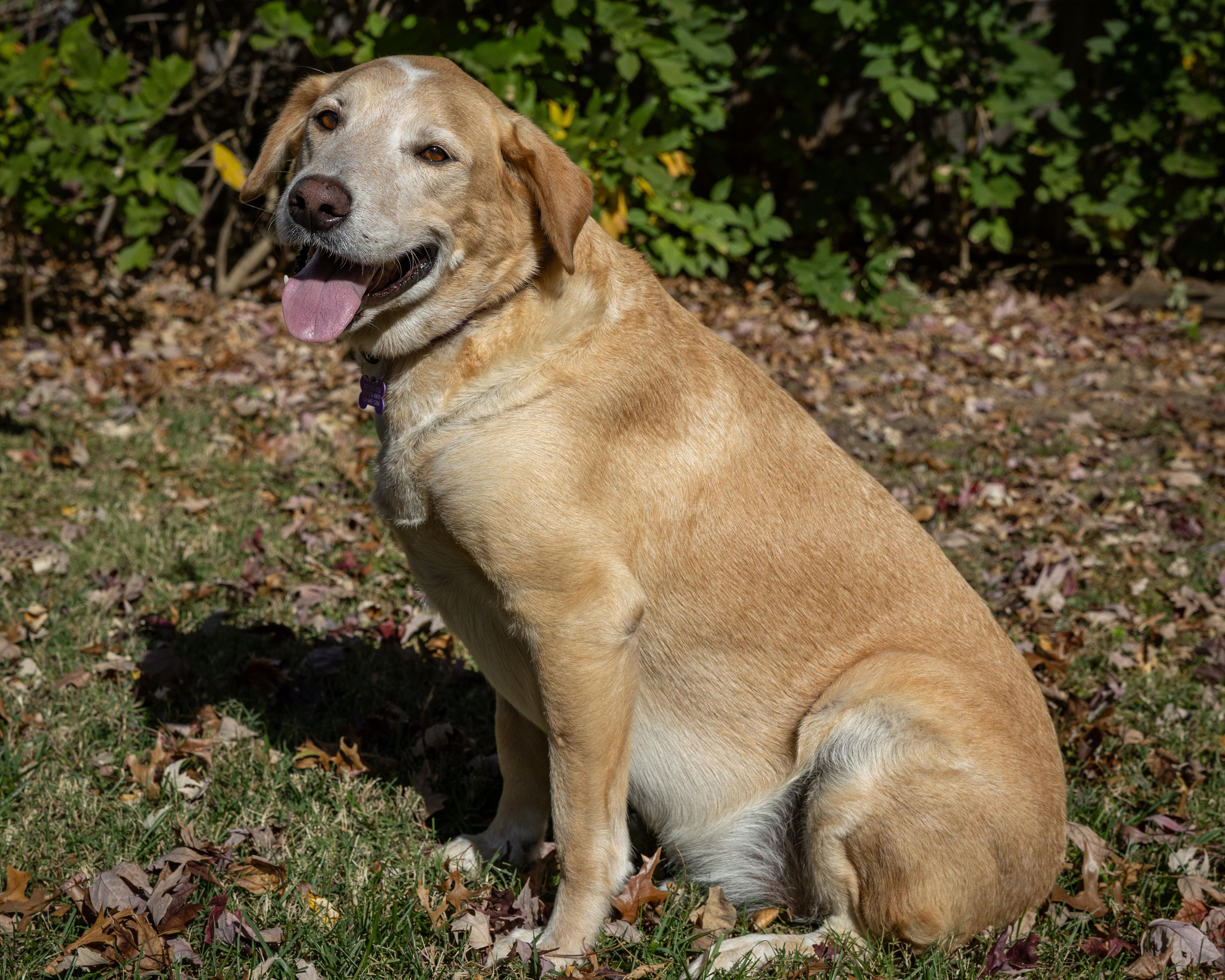 ANDY, Adoptable, Senior Male Labrador Retriever.