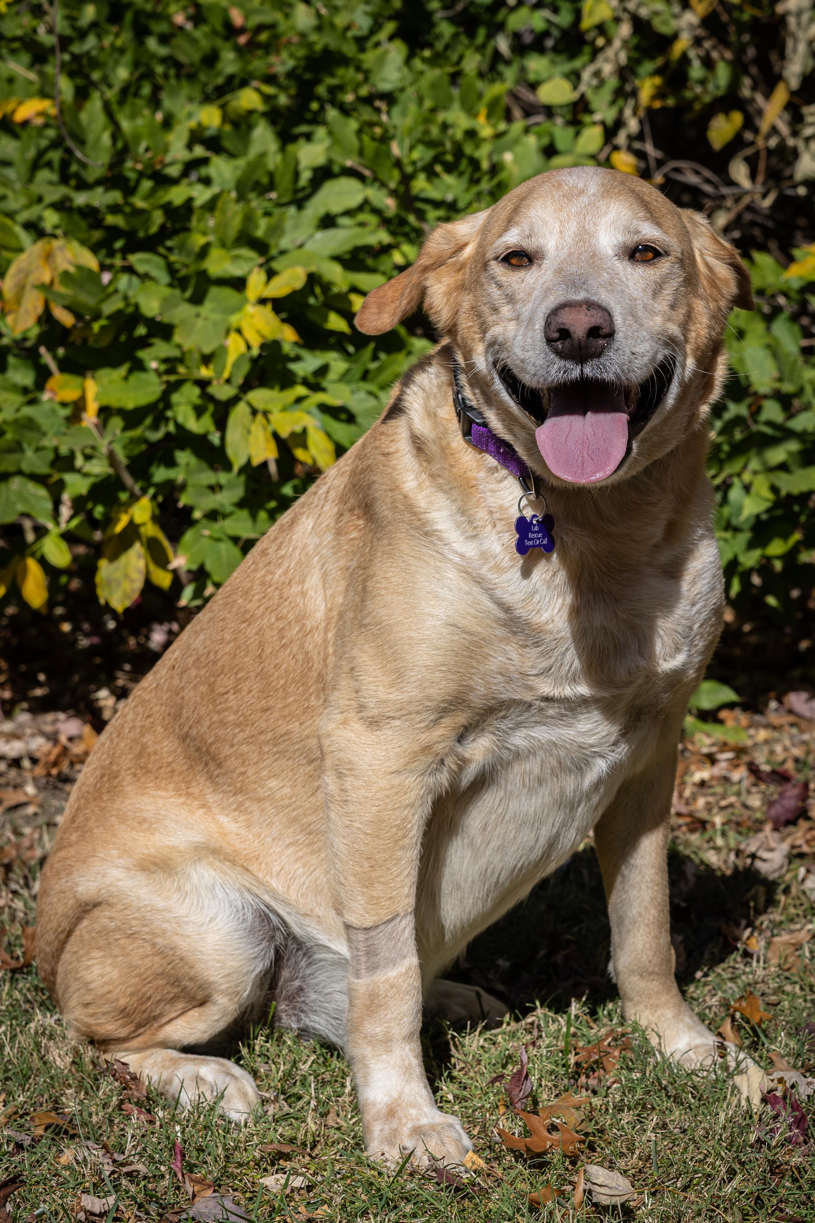 ANDY, a Adoptable Labrador Retriever in Broken Arrow, OK image 4/5